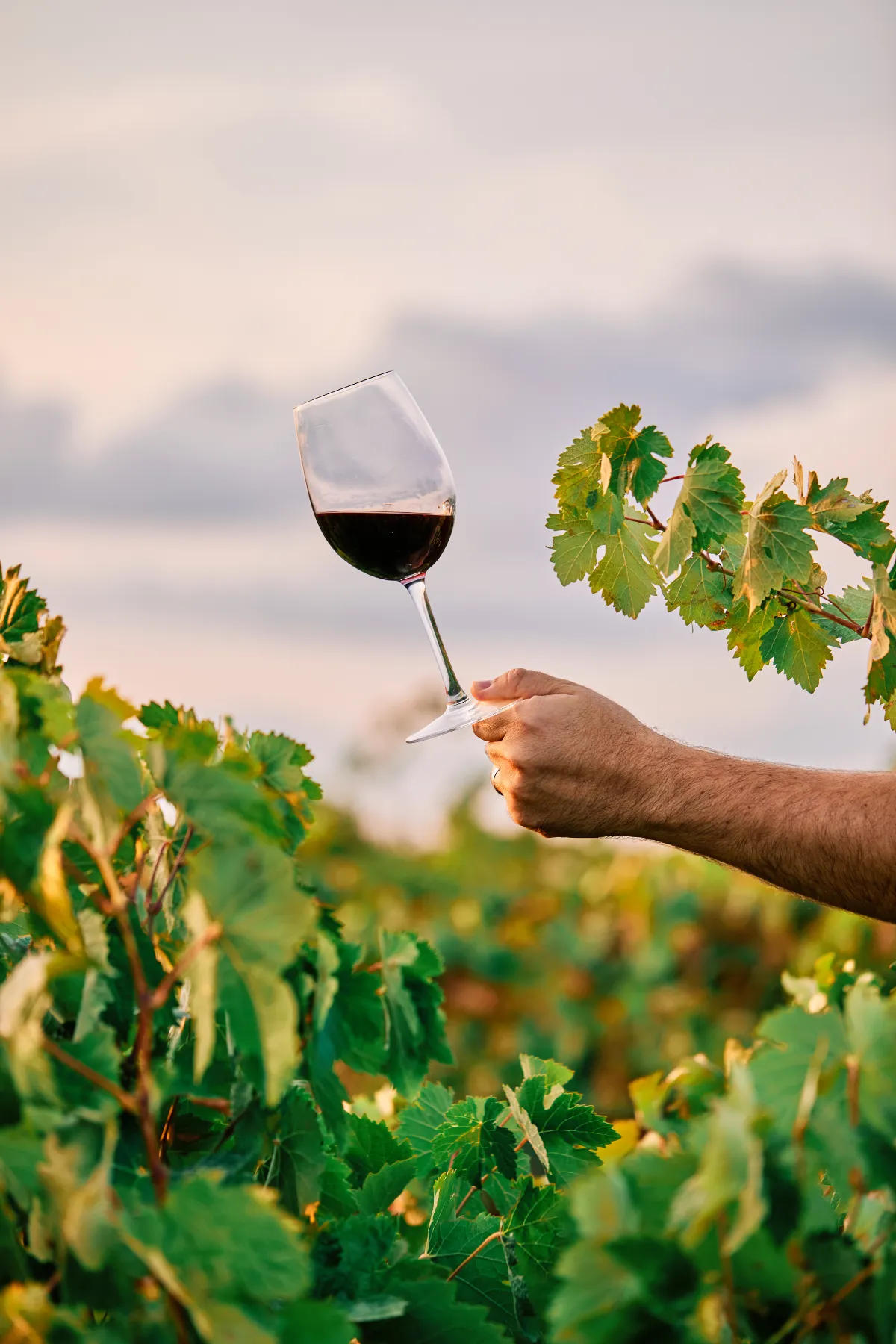 Main tenant un verre de vin au-dessus des vignes