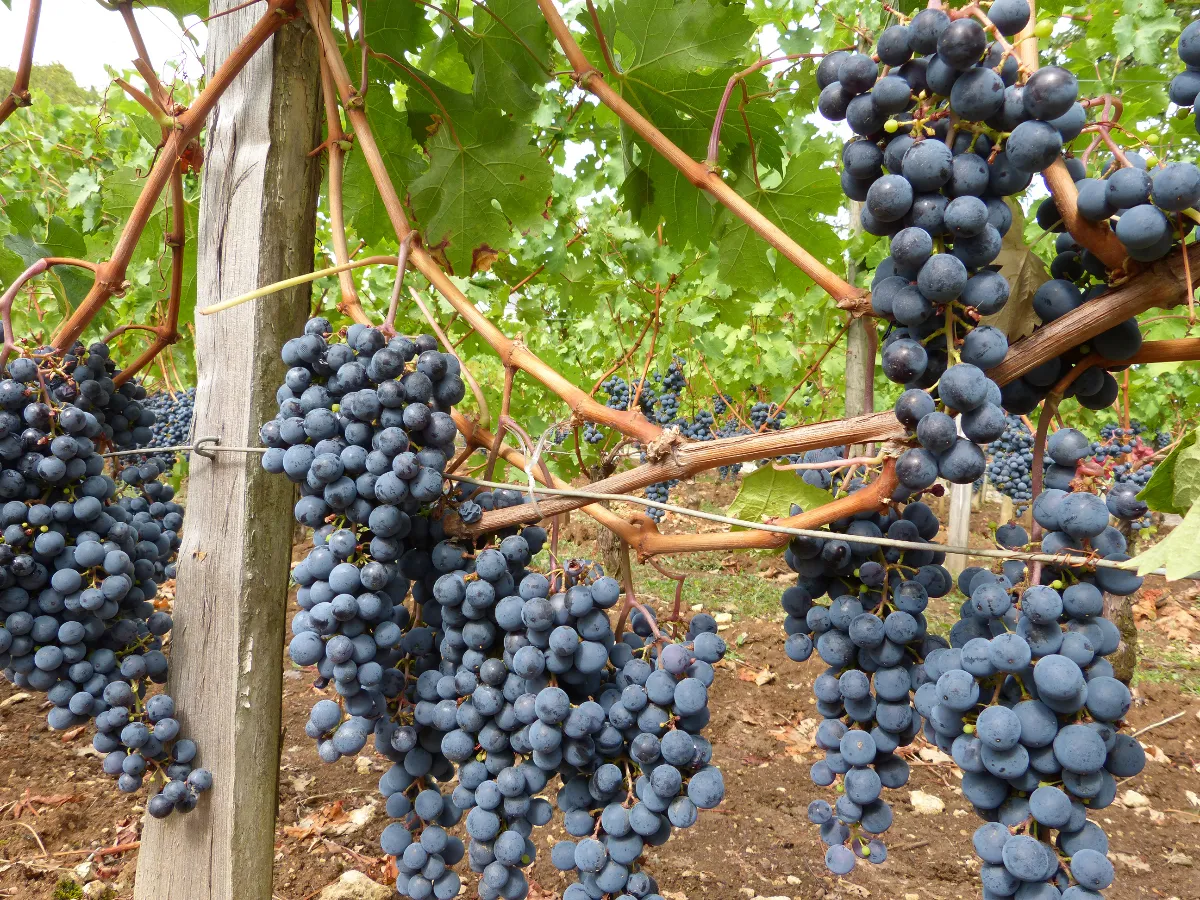 Raisins sur des vignes